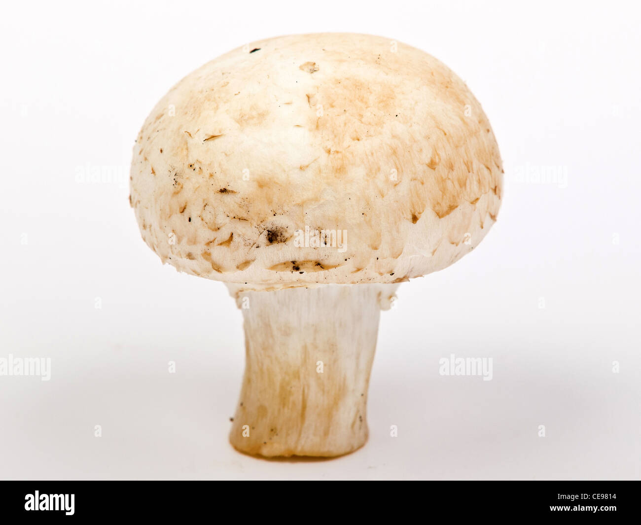 Weiße Champignons Pilze isoliert Stockfoto