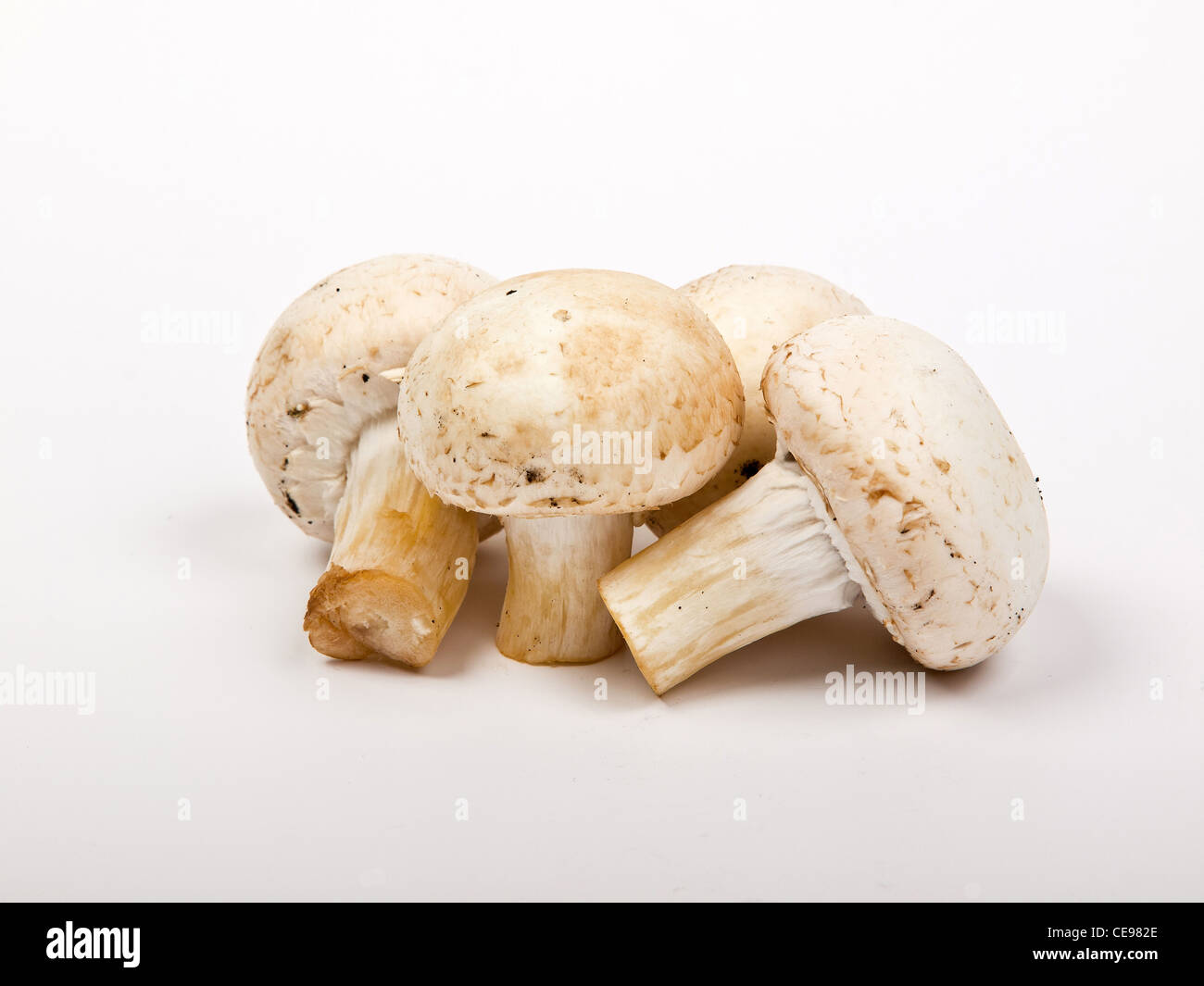 weiße frische ganze Champignons Pilze Stockfoto