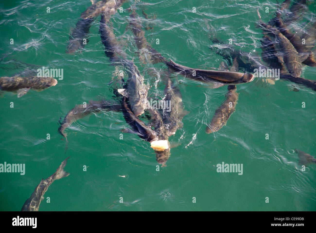 Fische essen auf der Oberfläche des Meeres Wasser Stockfoto