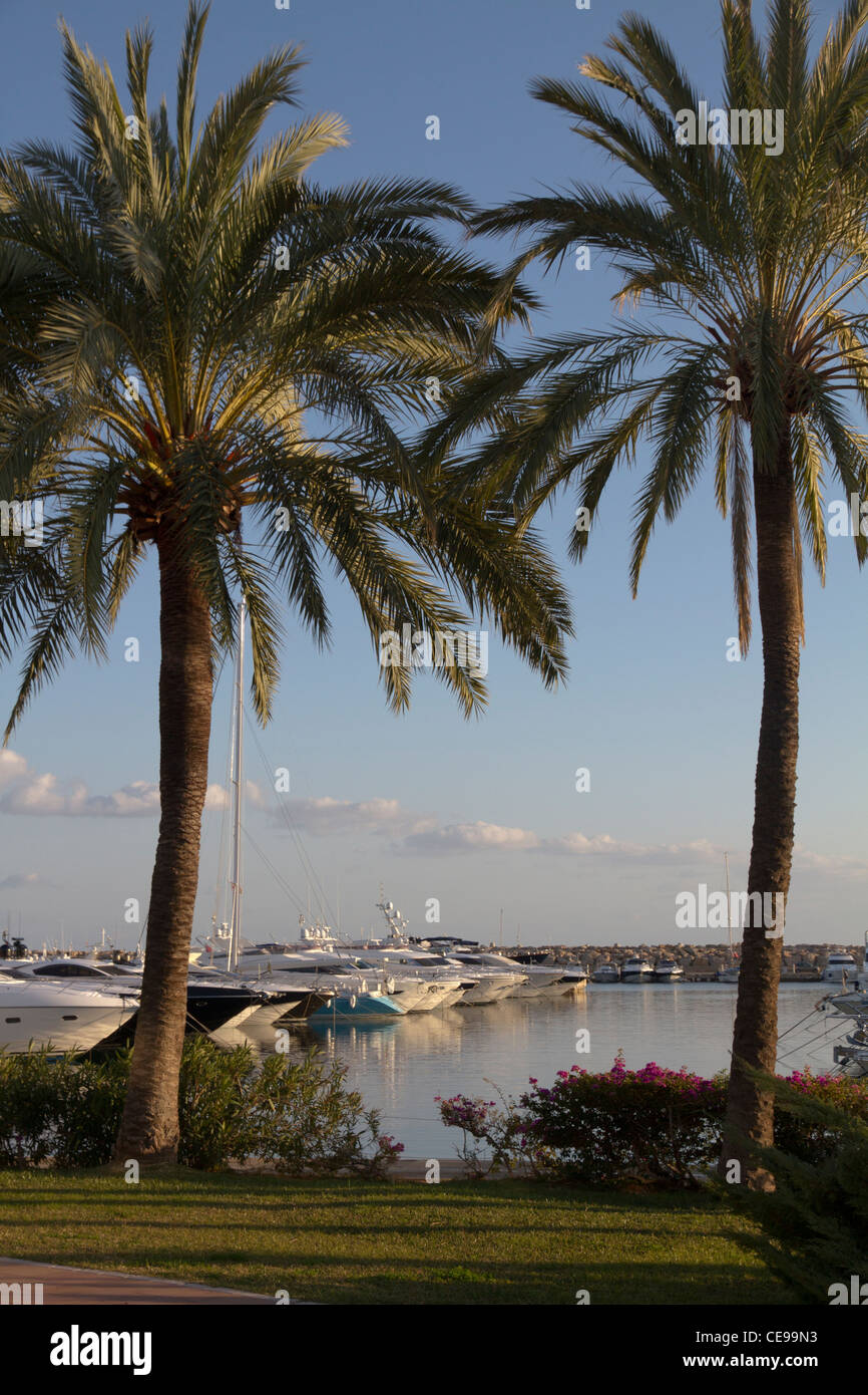 Puerto Portals, die Ansicht wahr am Dock Hafen Calvia Kommunal Palmen, Inseln Mallorca Mallorca Balearen Spanien Stockfoto