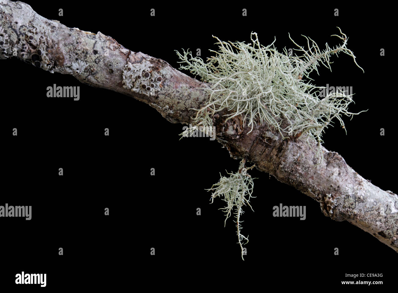 Fruticose Flechten (Usnea SP.) wächst auf einem Ast. Stockfoto