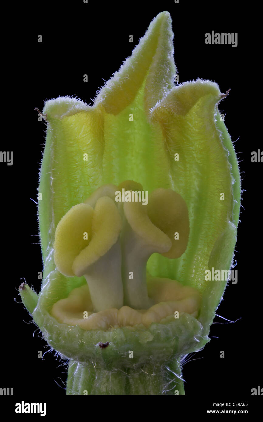 Die weibliche Blüte der Zucchini mit einem Teil des Corolla entfernt, um den Stempel zu offenbaren. Stockfoto