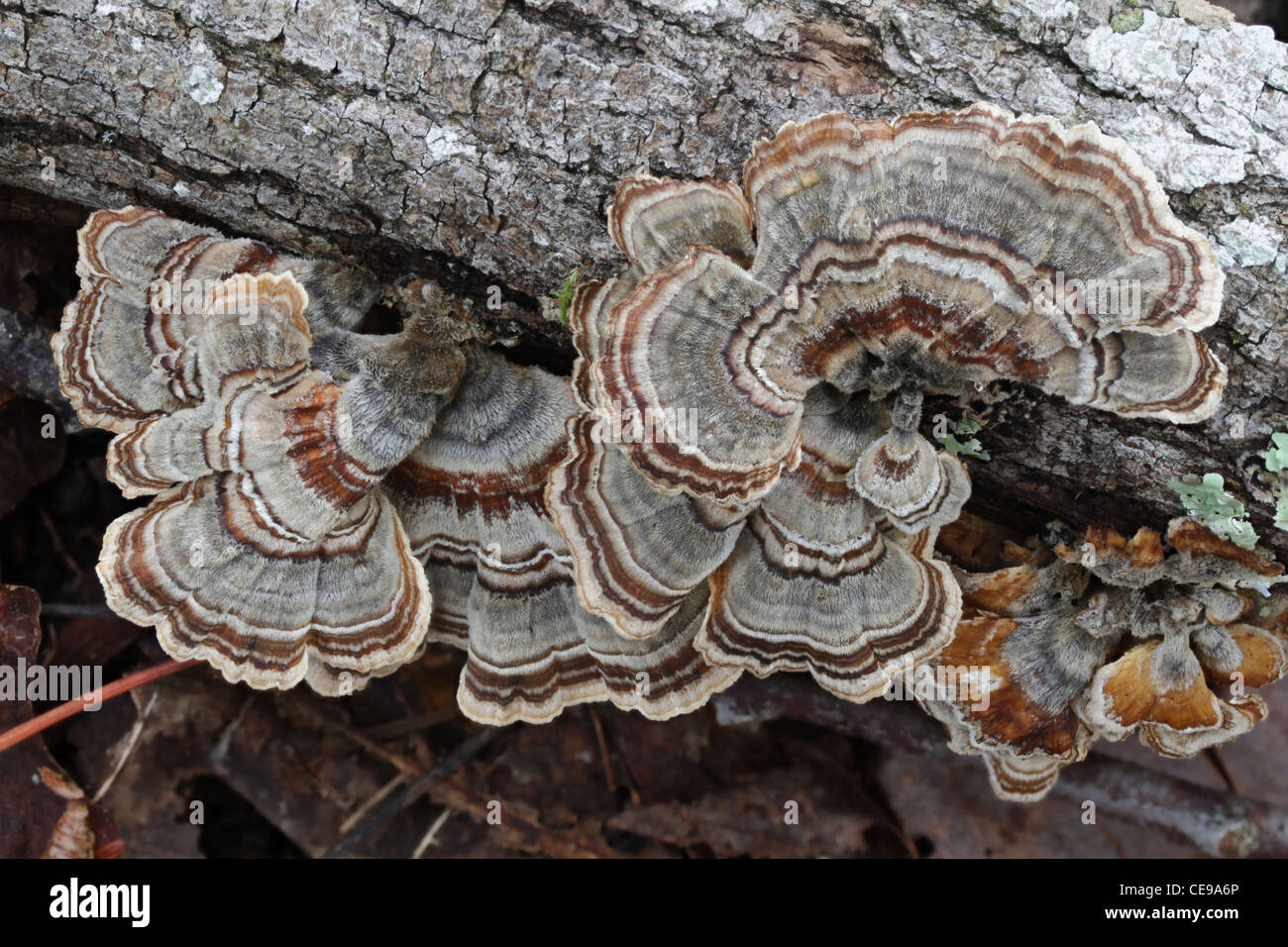 Turkeytail Pilze (Trametes versicolor) wachsen an der Seite ein Protokoll. Stockfoto