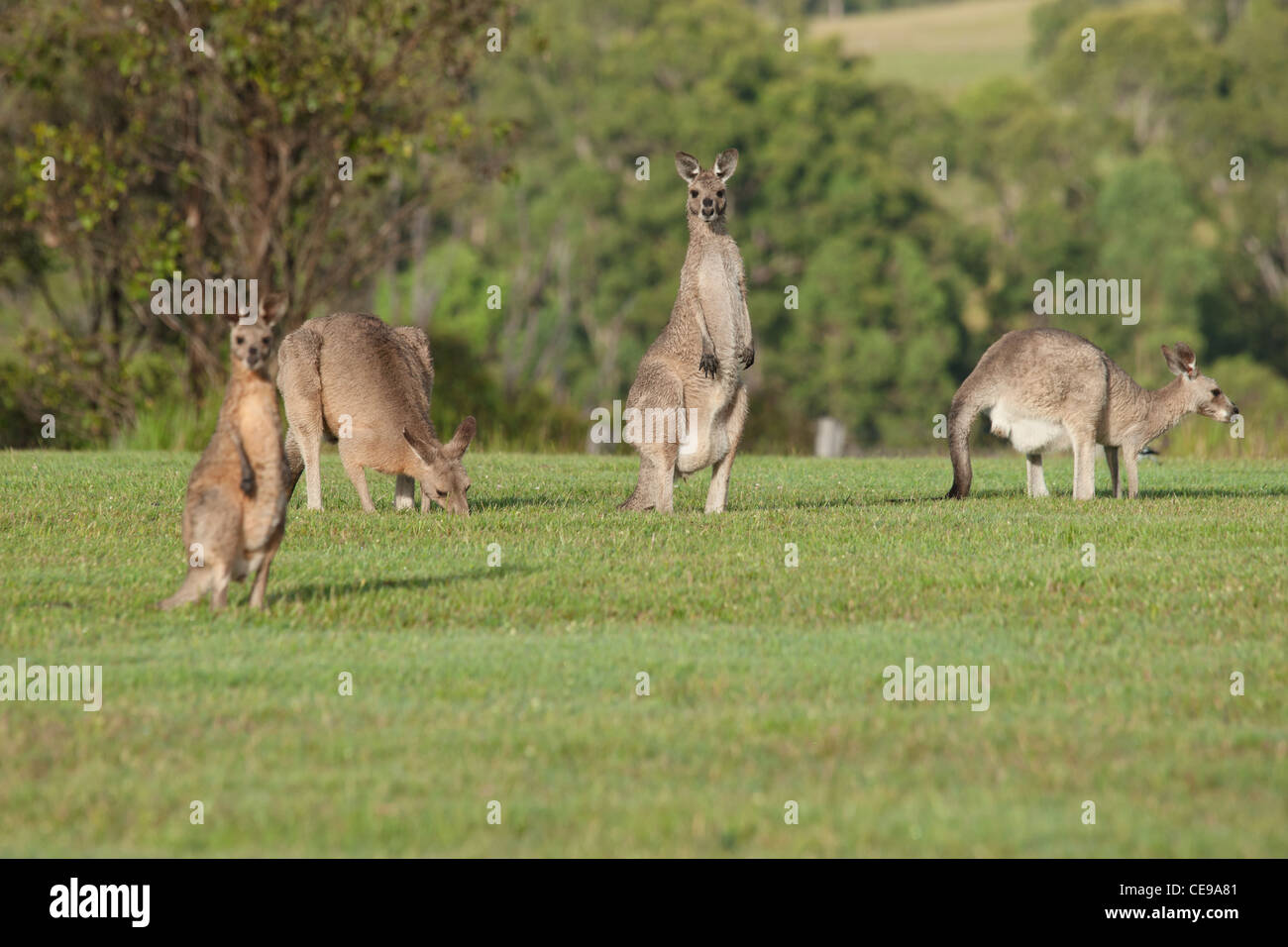 australische östliche graue Kängurus auf dem Rasen Stockfoto