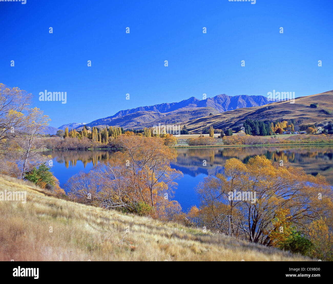 Lake Hayes im Herbst, Wakatipu Basin, Otago Region, Neuseeland Stockfoto