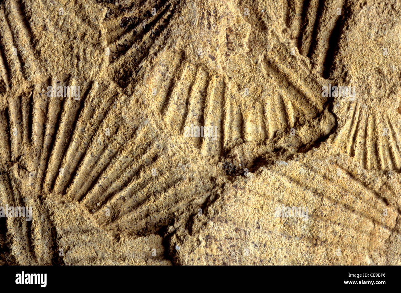 Cadoceras sp. ammonit Fossil (Jura), Becharof National Wildlife Refuge, Alaska Stockfoto