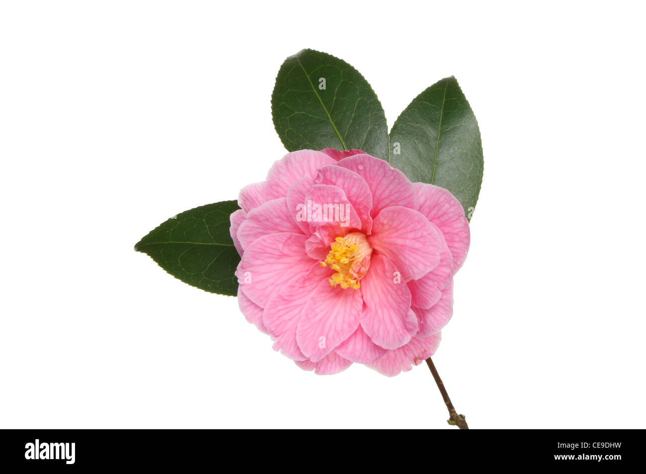 Kamelie Williamsii Spende und isoliert gegen weiße Blätter Stockfoto