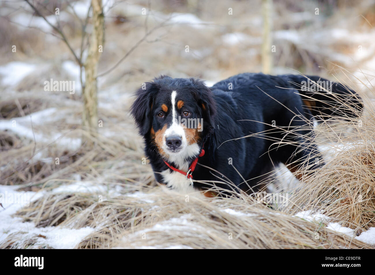 Berner Sennenhund Winter Porträt Stockfoto