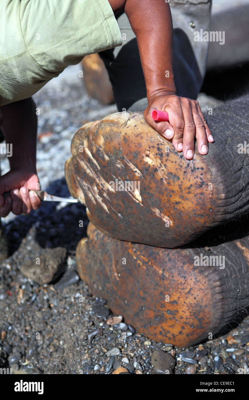 Ein Mahout extrahiert Steinen und Scherben bilden eine Sumatra Elefanten Füße Gunung Leuser Nationalpark, Tangkahan, Nord-Sumatra Stockfoto