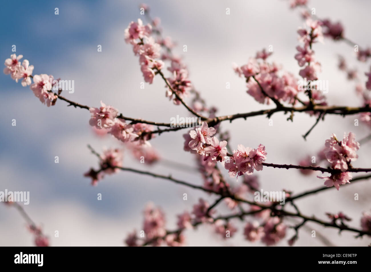 Nahaufnahme der Mandel-Blüten Stockfoto