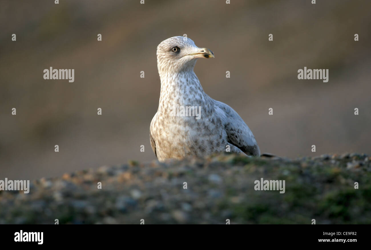 Möve auf Sanddüne in North Norfolk Stockfoto