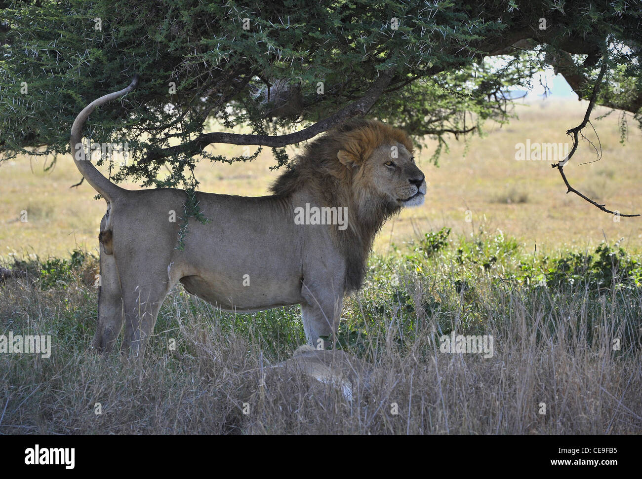 Der Löwe und Löwin haben eine Pause im Schatten einer Akazie. Stockfoto