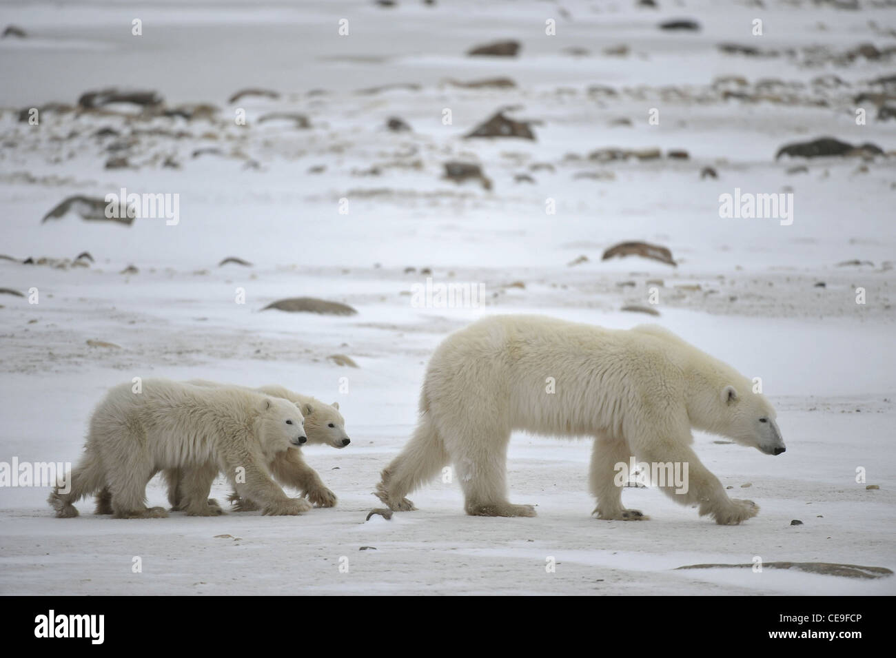 Polar Bärin mit jungen. Die polar Bärin mit zwei Kindern auf Schnee bedeckten Küste. Stockfoto