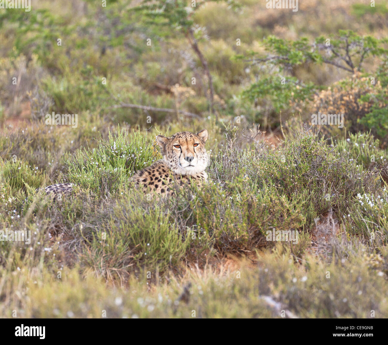 Sibella der Gepard Samara private game Reserve Eastern Cape, Südafrika Stockfoto