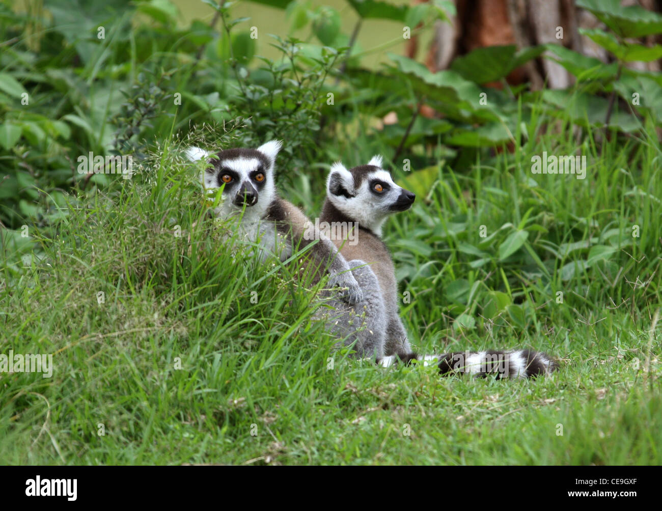 Kattas, Lemur Catta, Lemuridae, Primaten. Madagaskar, Afrika. Stockfoto