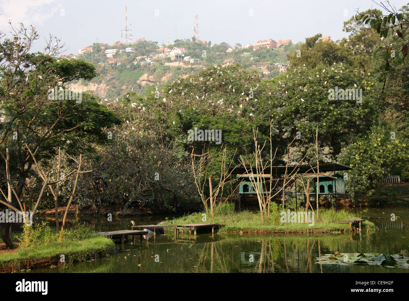 Parc Botanique et Zoologique de Tsimbazaza, Antananarivo. Tana Botanischer Garten und Zoo, Madagaskar, Afrika. Stockfoto