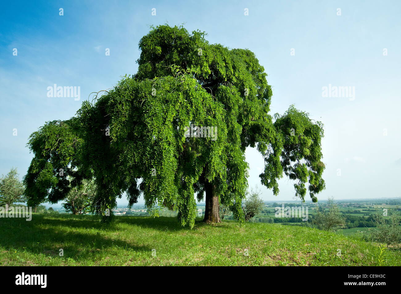 Sophora-Baum Stockfoto