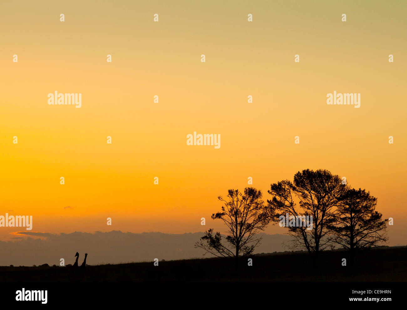 Afrikanischen Sonnenuntergang mit 2 Giraffen, Idwala Game Reserve, Eastern Cape, Südafrika Stockfoto