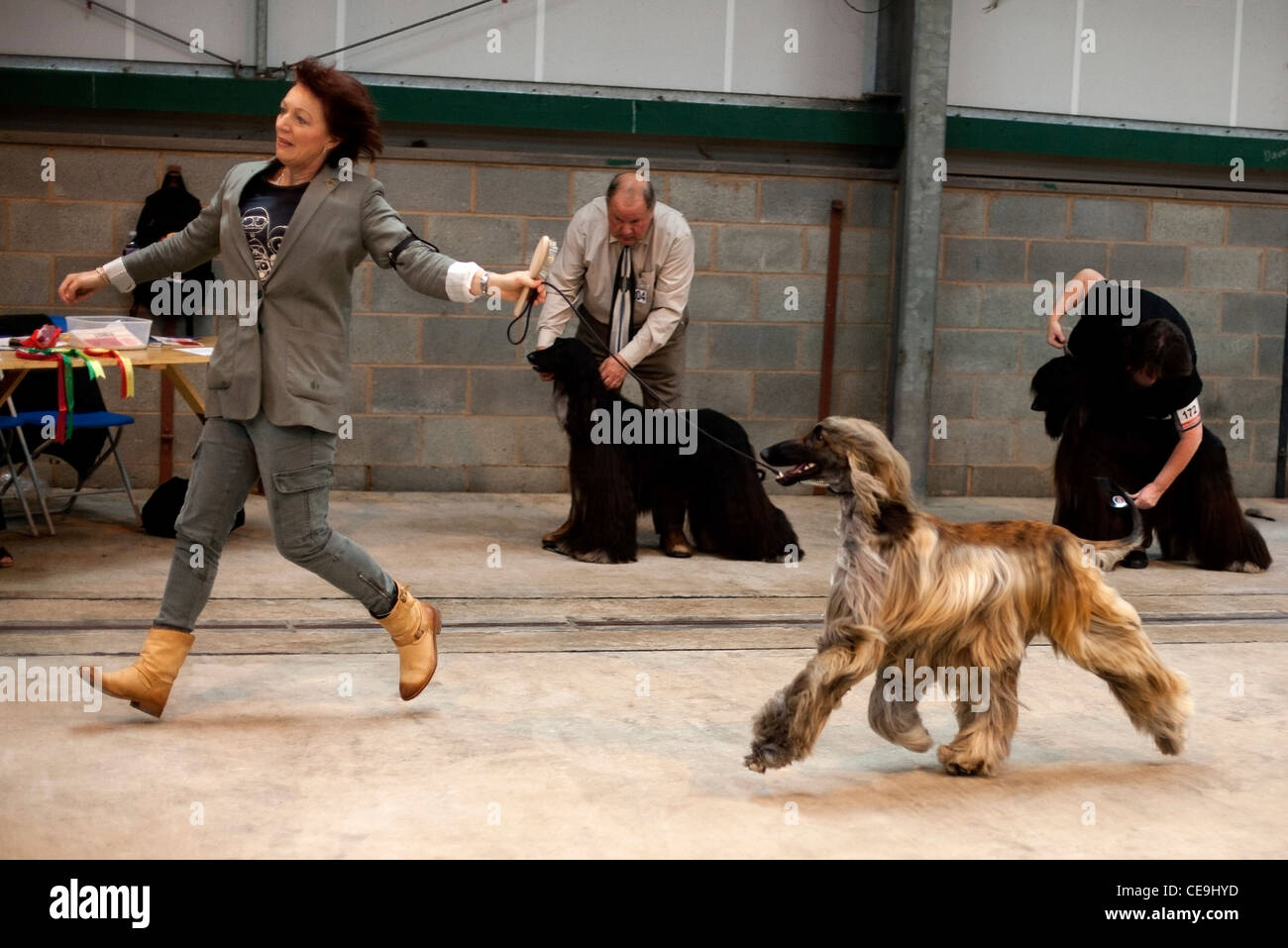 Afghanischer Windhund im Show-Ring laufen. Stockfoto