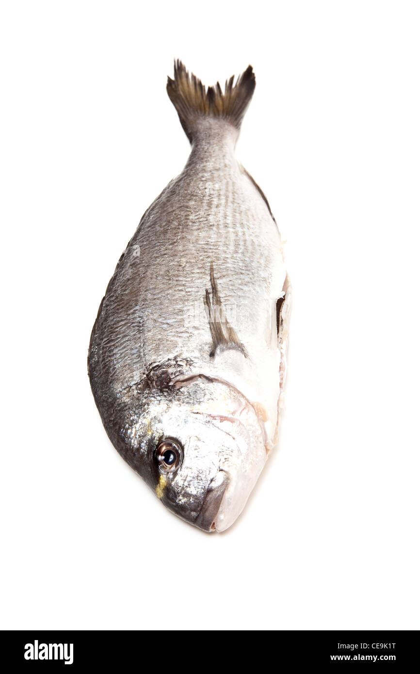 Vergoldung-Kopf (Meer) Brassen (Sparus Aurata) Fisch auf einem weißen Studio-Hintergrund. Stockfoto