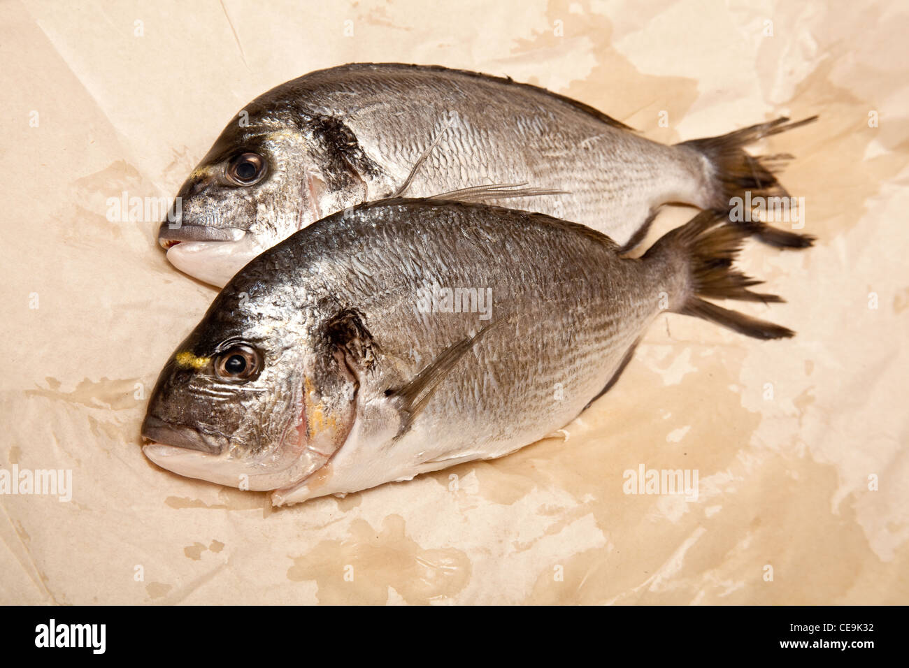 Vergoldung-Kopf (Meer) Brassen (Sparus Aurata) Fisch. Stockfoto
