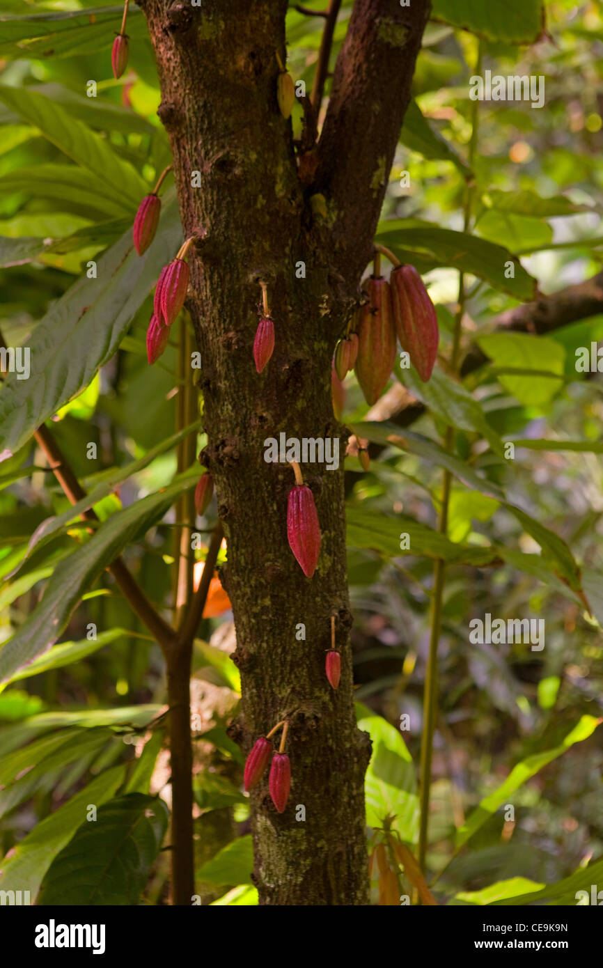 Kakao Theobroma Cacao Wachst Im Mcbryde Garden Auf Kauai Hawaii