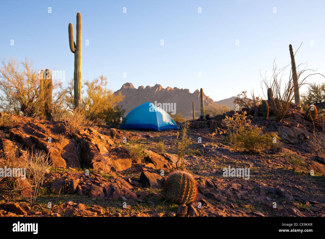 Camping in der Sonora-Wüste, Ironwood National Monument, Ragged-Top Berg in der Ferne, Arizona Stockfoto