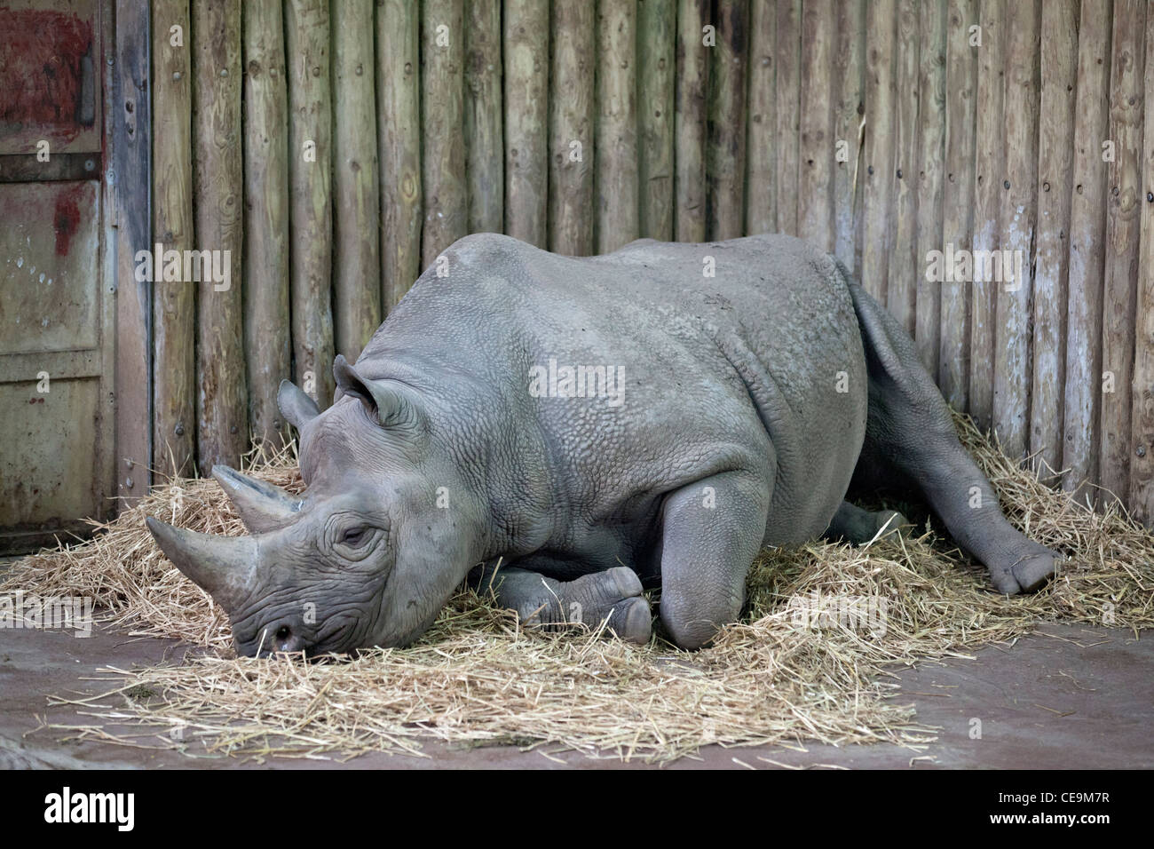 ein Nilpferd ruht in die Gehege im zoo Stockfoto