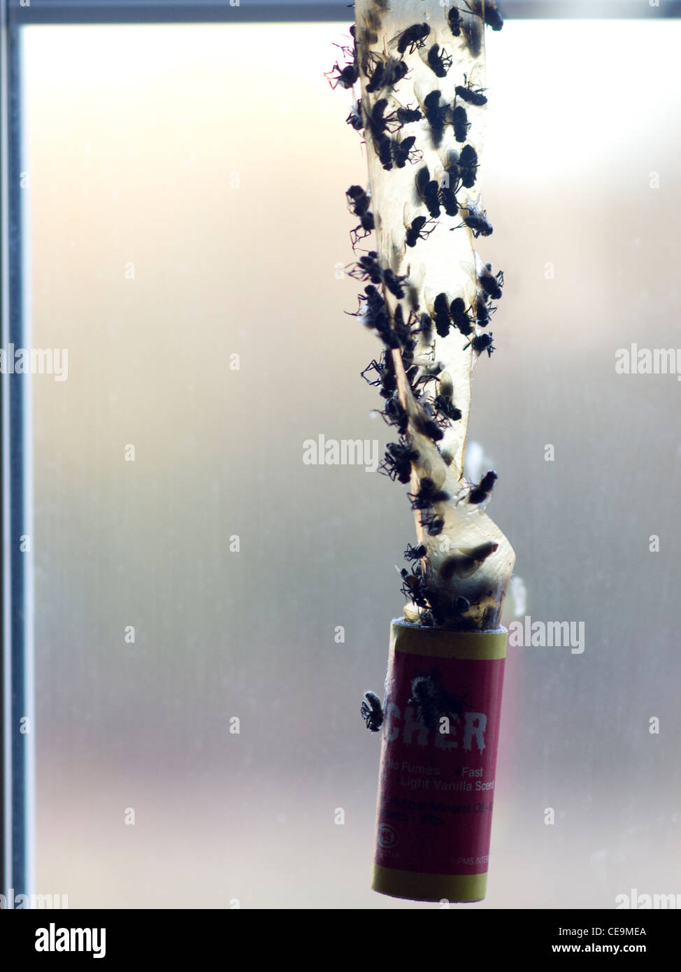 Toten Cluster fliegen gefangen auf klebrigen Flypaper vor einem Fenster hängen. Stockfoto