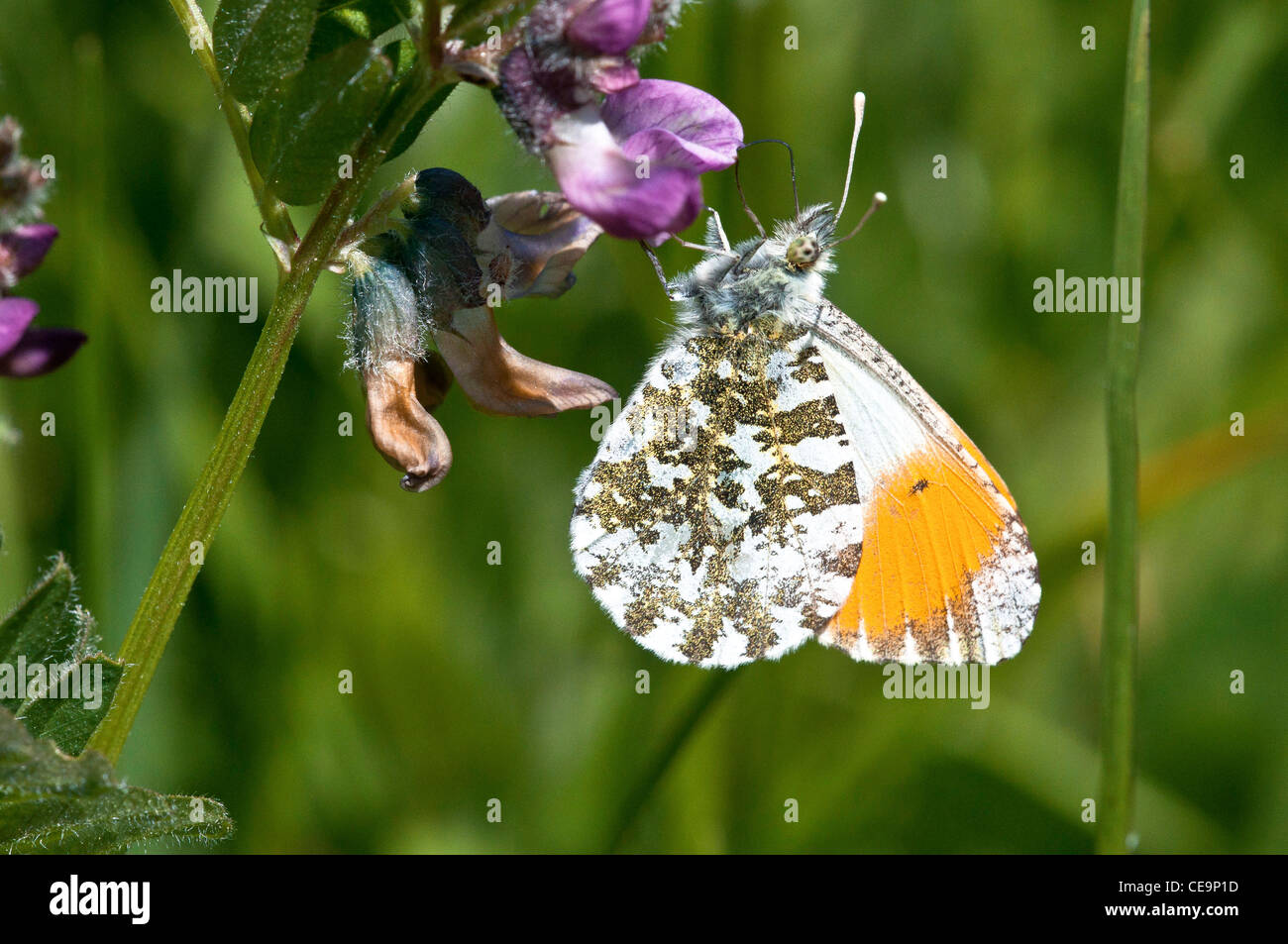 Orange-Tip Schmetterling ("Anthocharis Cardamines") Stockfoto