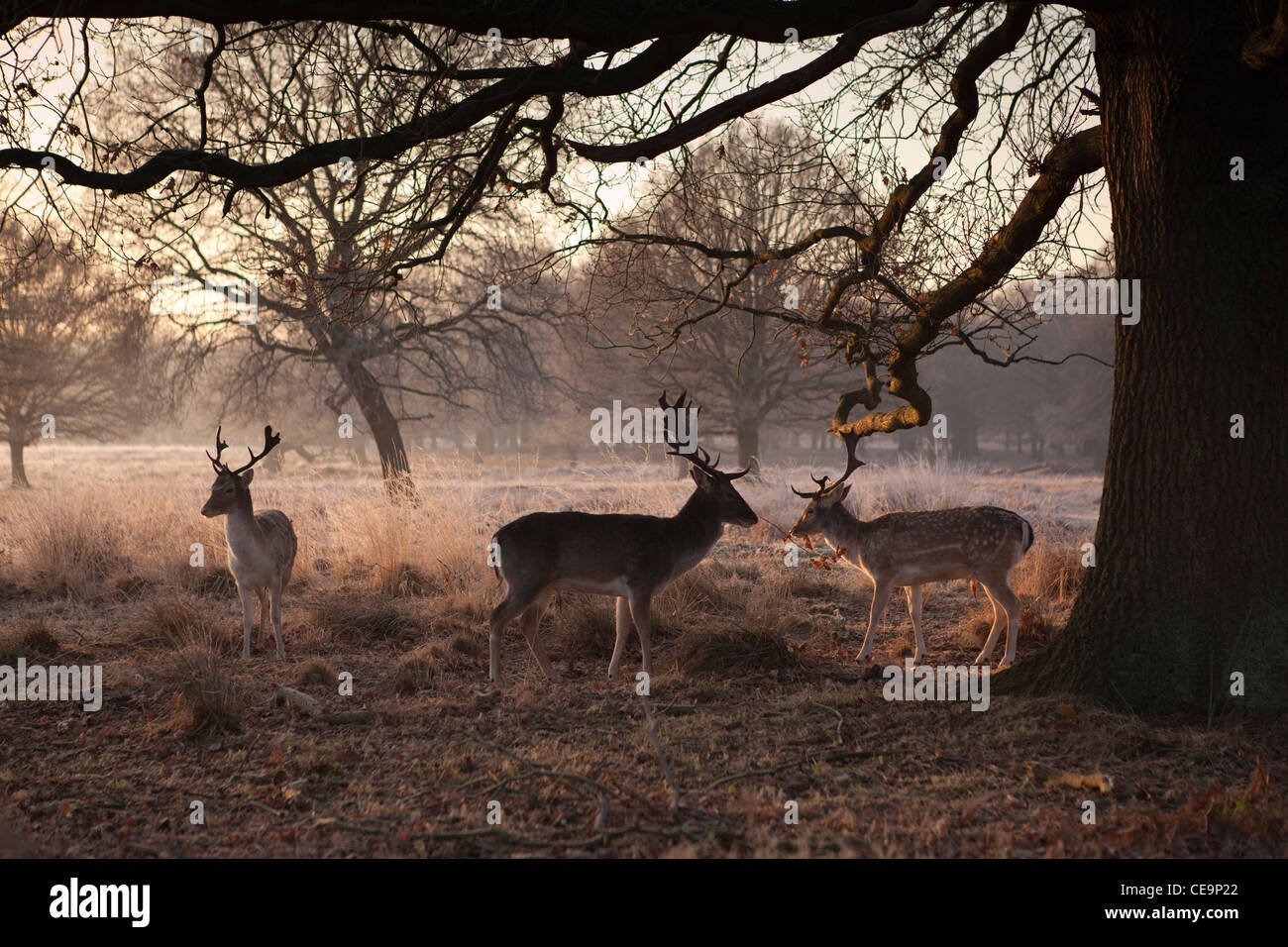Hirsche im Richmond Park an einem frostigen Wintermorgen, London, UK Stockfoto