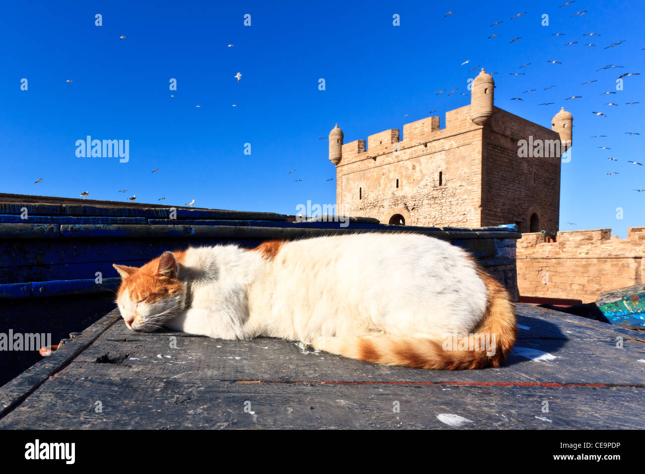 Katze schläft auf einem Boot im alten Hafen von Essaouira, Marokko Stockfoto