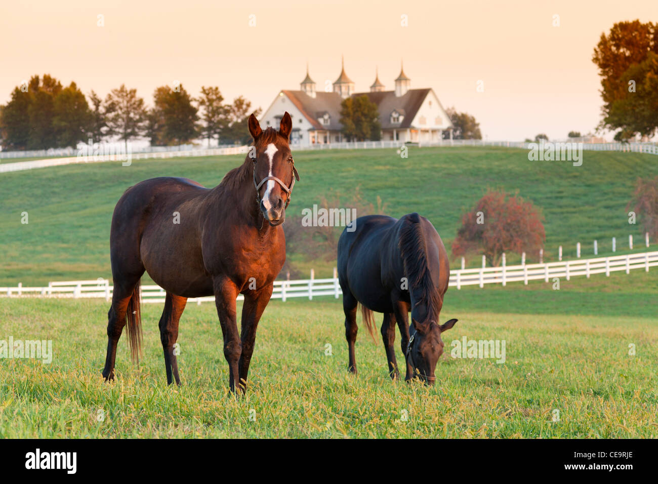 Pferde auf dem Bauernhof Stockfoto