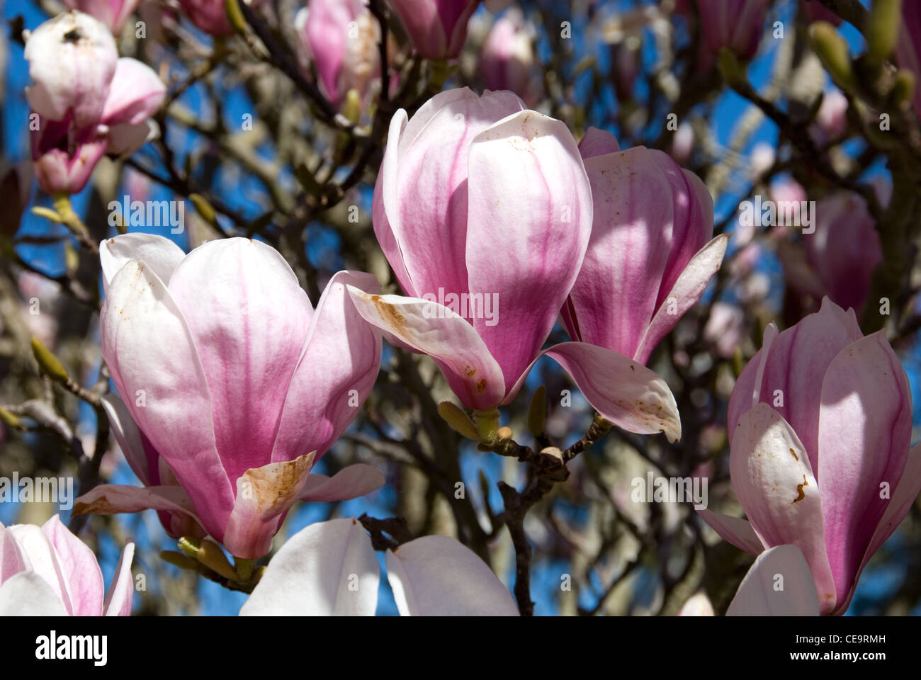 Eine Magnolie Soulangiana im vollen Frühjahr blühen Stockfoto