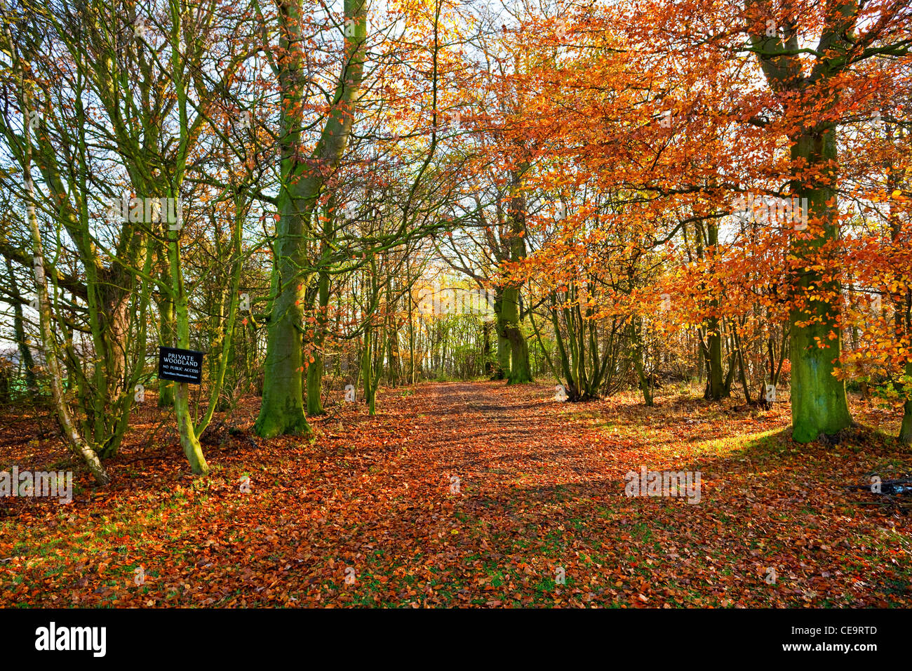 Privaten Wald auf dem Wentworth Wentworth South Yorkshire UK Stockfoto