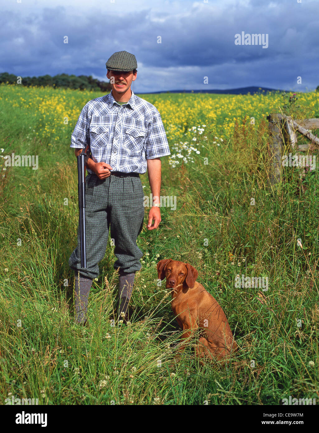 Mann im Lande Jagd mit Magyar Vizsla Hund, Fife, Schottland, Vereinigtes Königreich Stockfoto