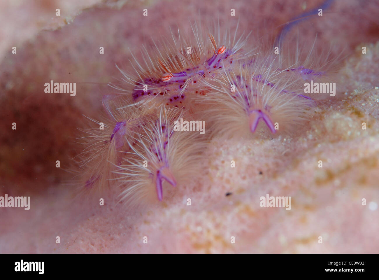 Ein lila rosa behaarte hocken Hummer in der Fass-Schwamm Stockfoto