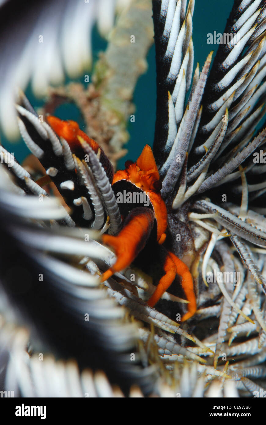Ein gedrungene Hummer lebt unter einem Crinoid oder Feather Star, Bunaken Indonesien Stockfoto