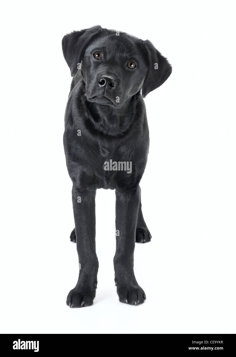 schwarze Labrador Welpen Stockfoto