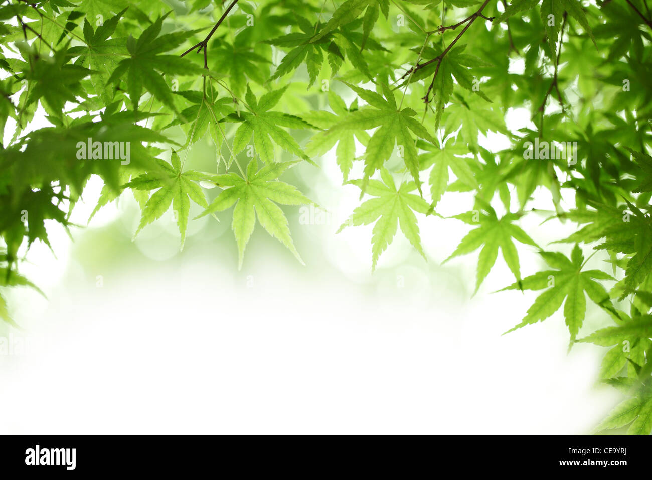 Grüne Ahornblätter Hintergrund. Stockfoto