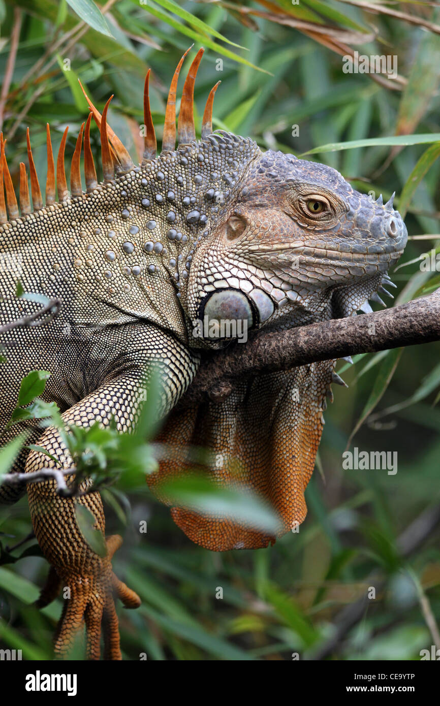 Männlicher grüner Leguan oder Common Iguana - Iguana iguana Stockfoto