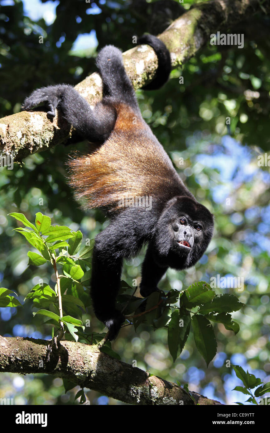 Jaguaren Brüllaffen Alouatta palliata Stockfoto