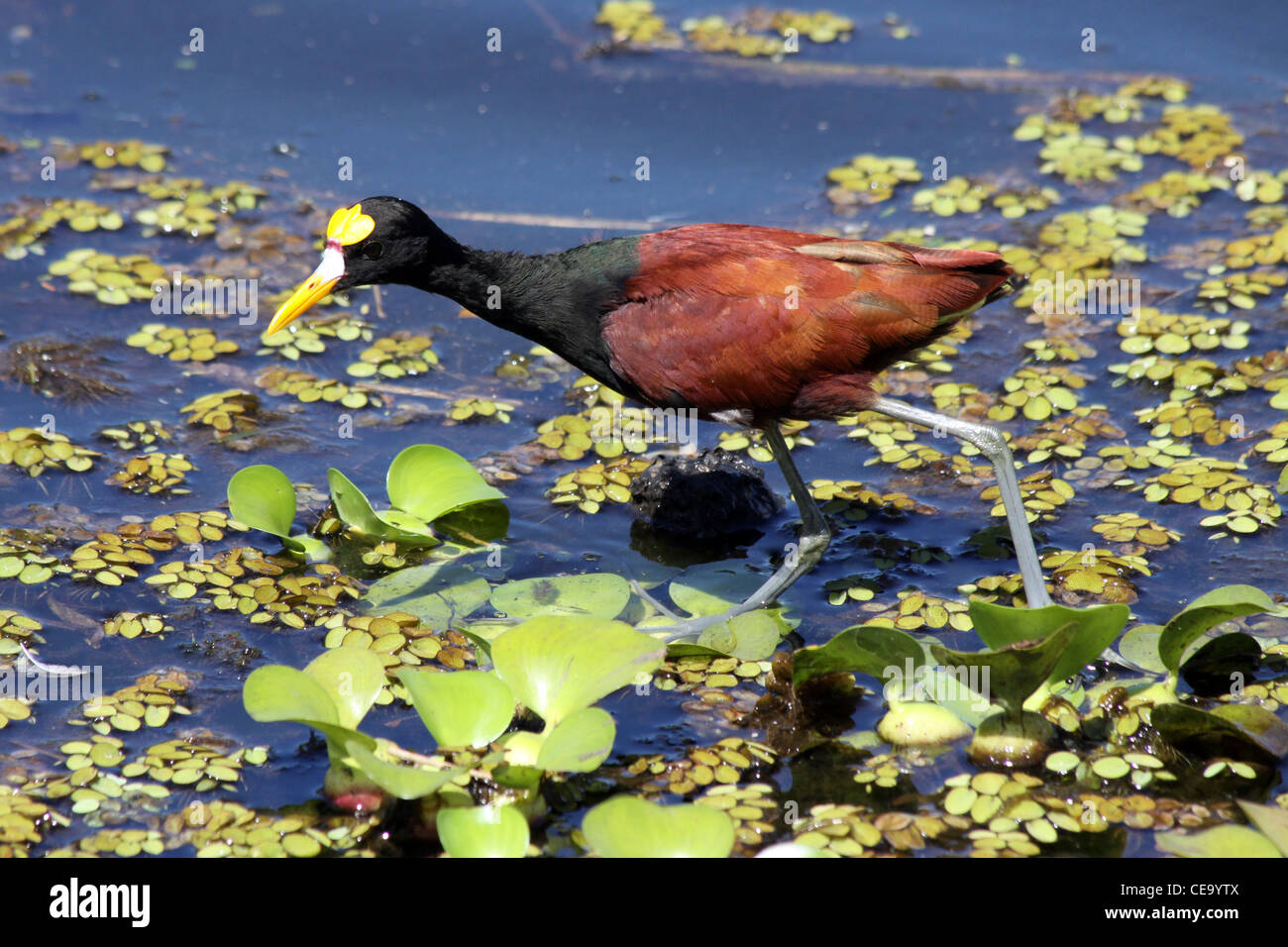 Nördlichen Jaçana Erwachsenen Jacana spinosa Stockfoto