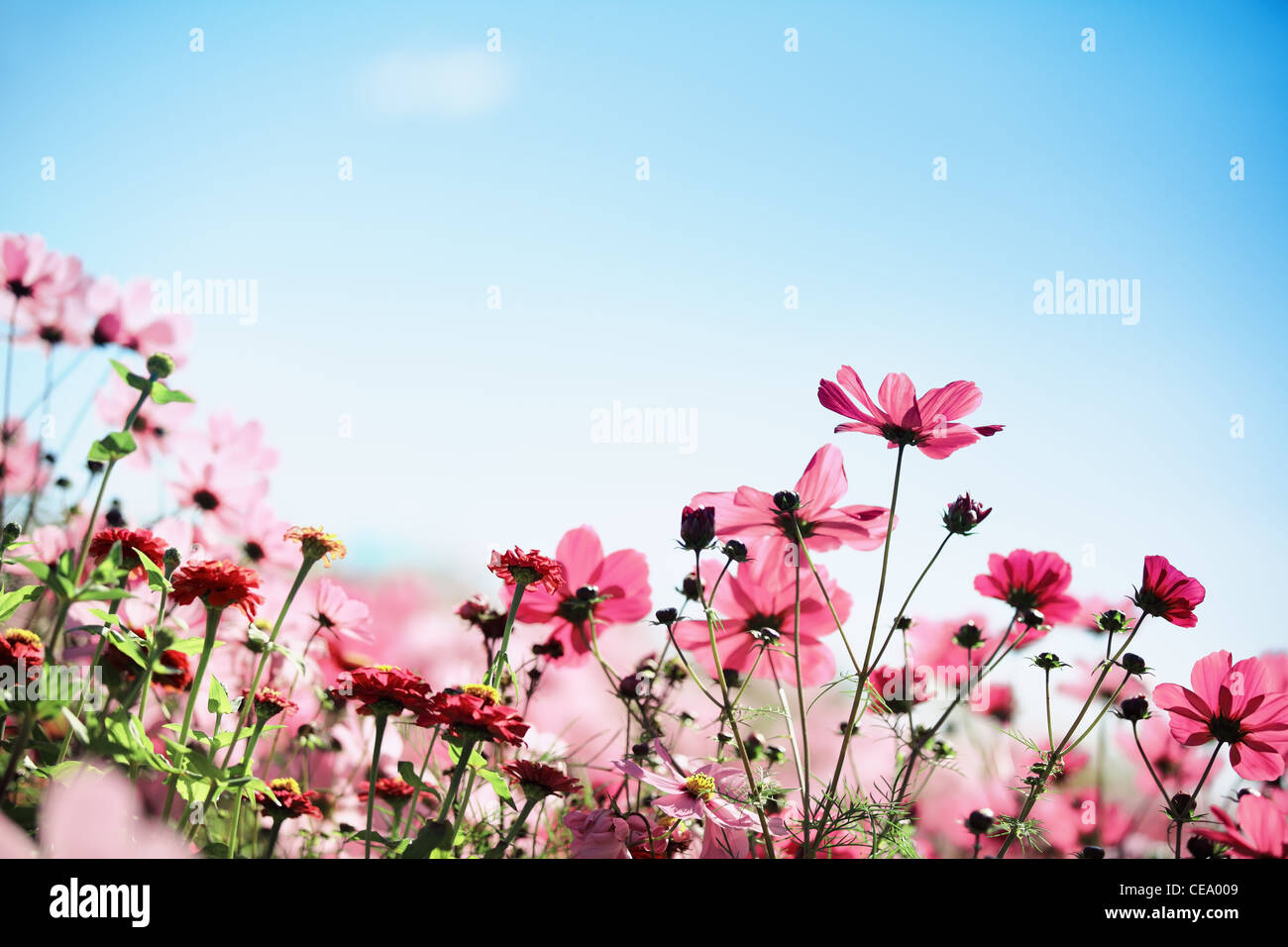Daisy Blume vor blauem Himmel. Stockfoto