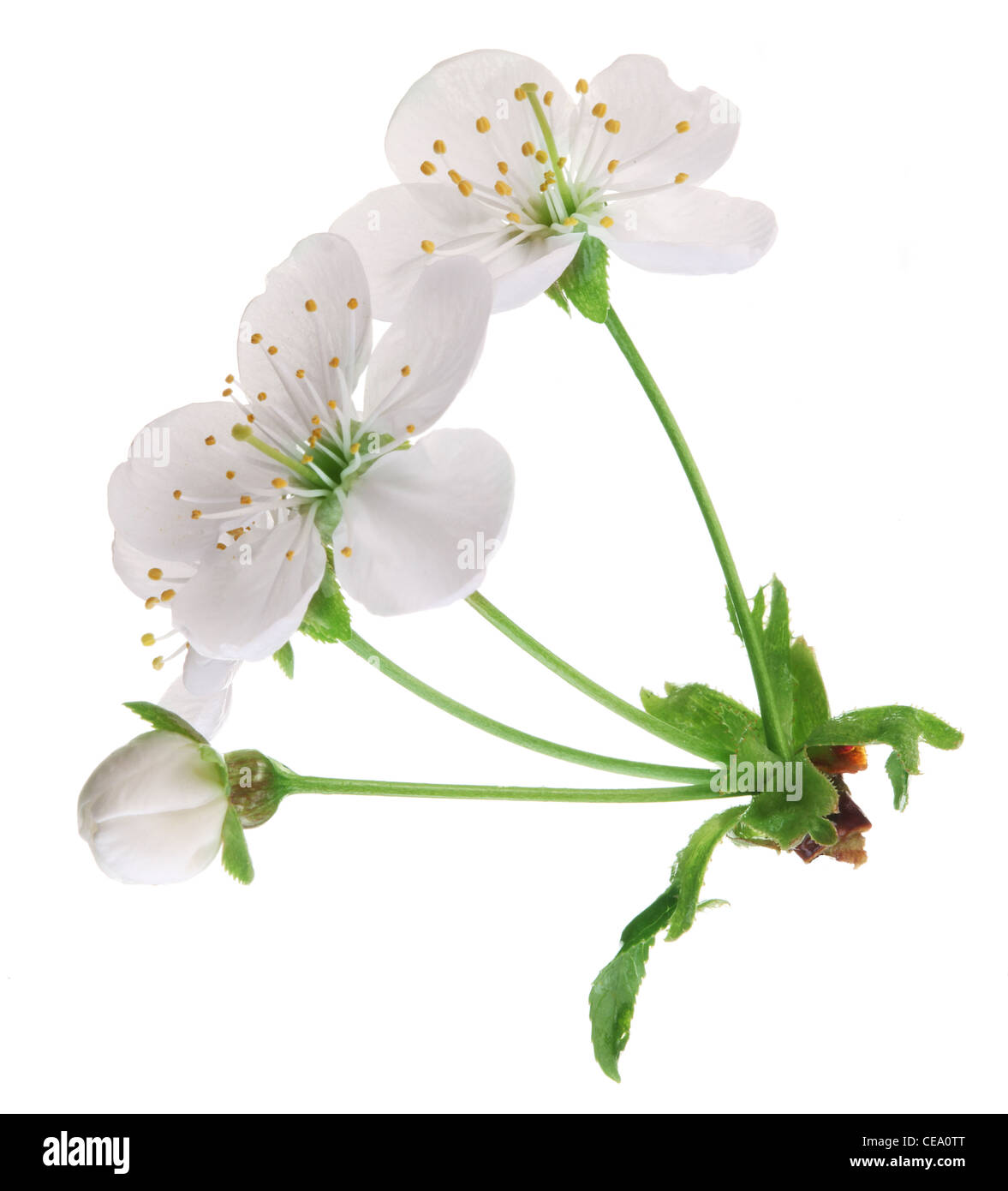 Drei Kirschenblüten auf weißem Hintergrund. Stockfoto