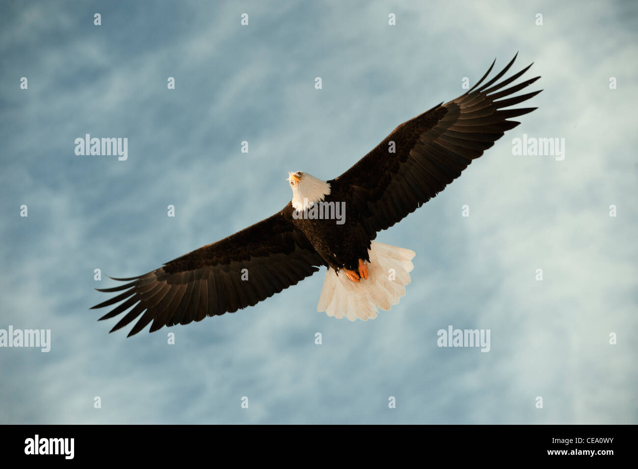 Fliegender Weißkopfseeadler. Stockfoto