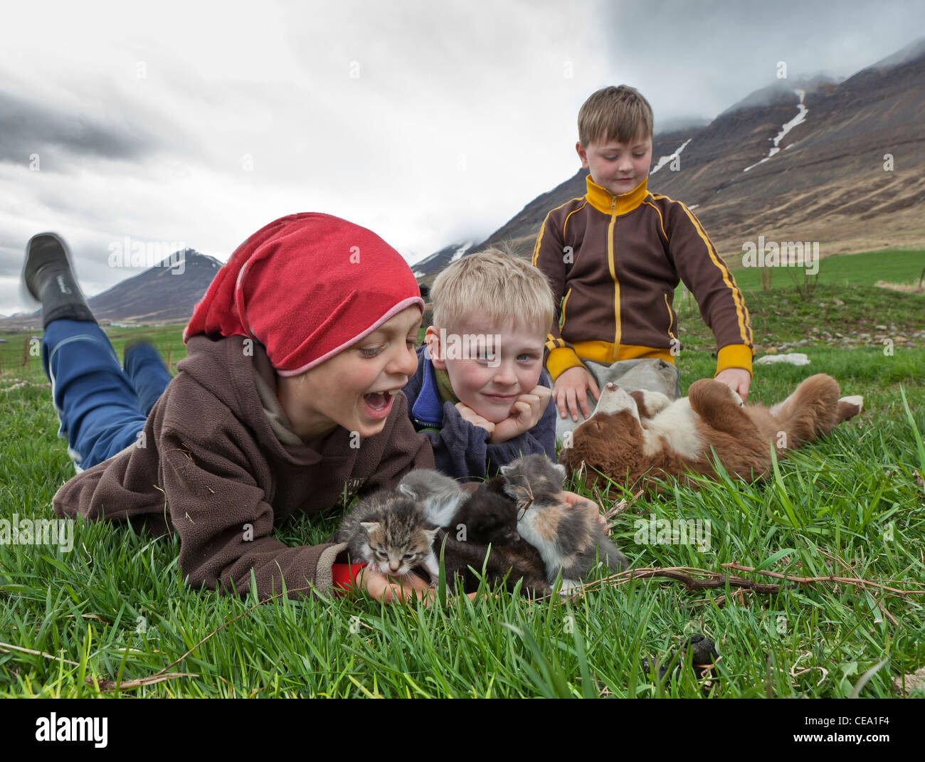 Jungen mit Kätzchen und Welpen auf Bauernhof in Nordisland Stockfoto
