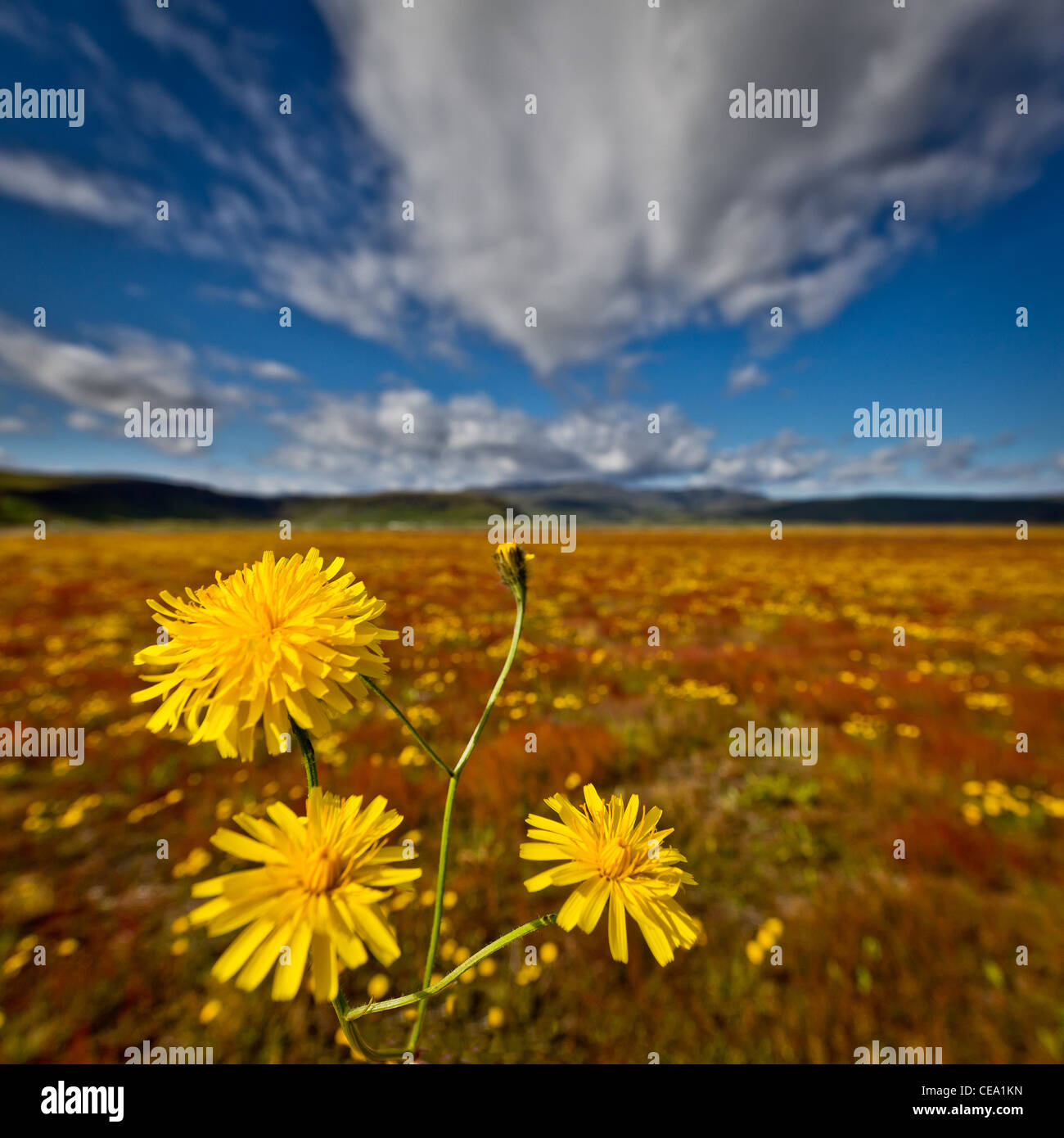 Wildblumen Kirkjubaejarklaustur, Island Stockfoto