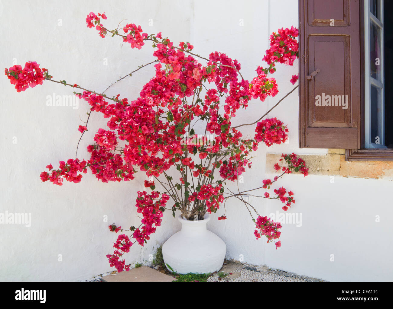 Roter Bougainvilleen vor einem weiß getünchten Haus in Lindos, Rhodos, Griechenland Stockfoto