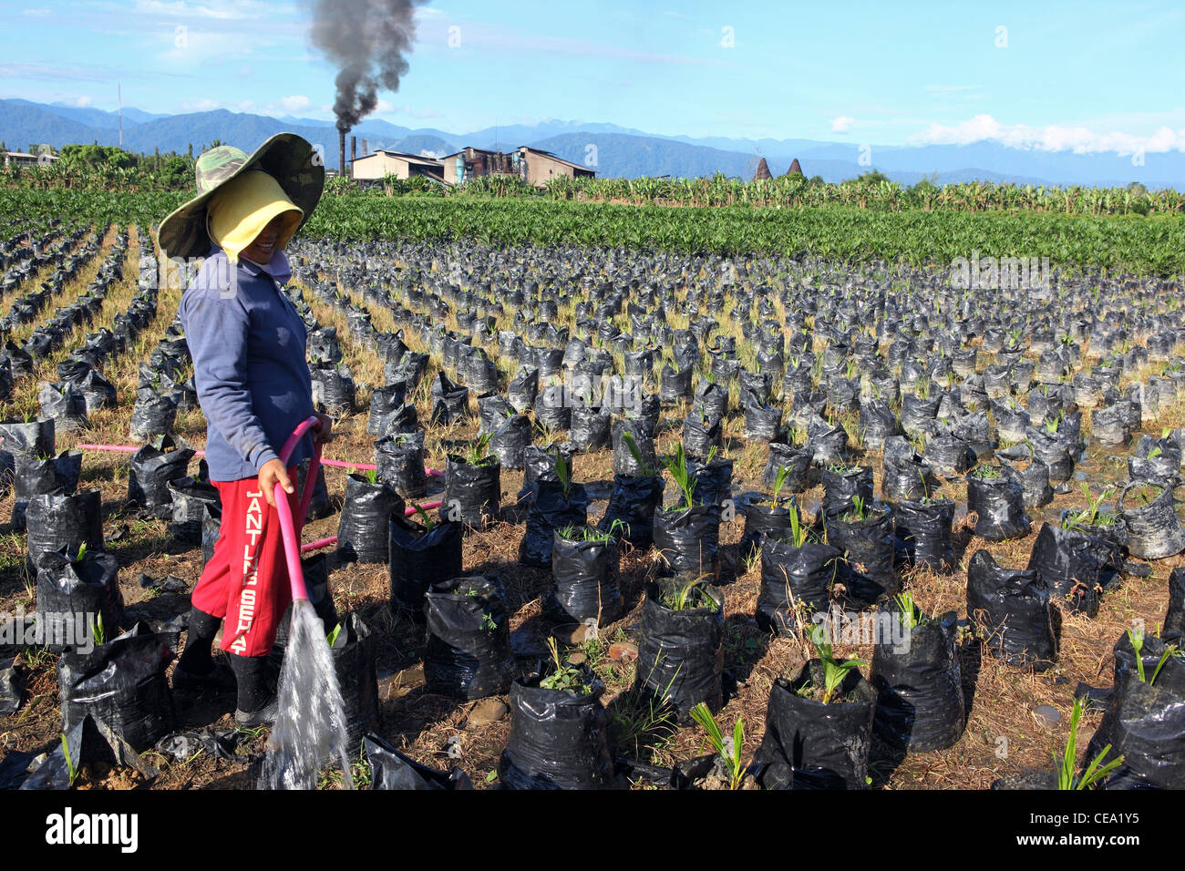 Eine Frau Wasser junge Palmöl Pflanzen in einer Gärtnerei mit Palmöl-Raffinerie im Hintergrund. Binjai, Nord-Sumatra, Indonesien Stockfoto